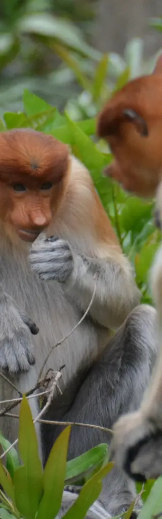 Familienreise durch Borneo – Natur pur!